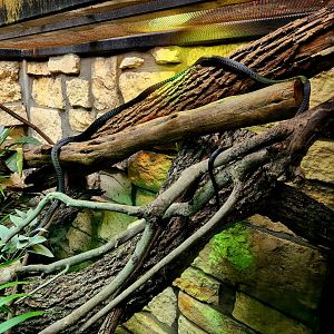 Western Black Tree Snake (Thrasops occidentalis)