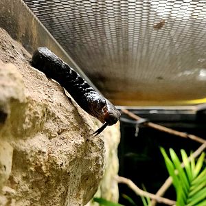 Western Black Tree Snake (Thrasops occidentalis)