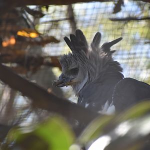 Harpy Eagle