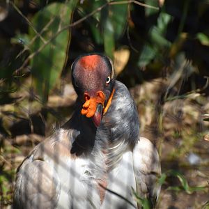 King Vulture