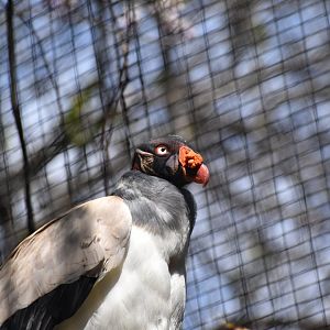 King Vulture