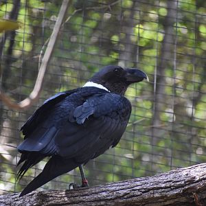 White-necked Raven