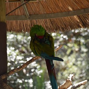 Great Green Macaw