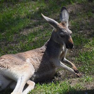 Red Kangaroo