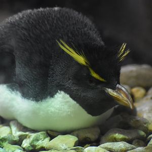 Southern Rockhopper