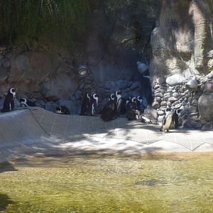 African Penguins