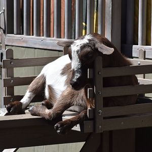 Domestic Goat