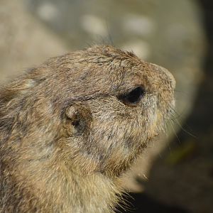 Black-tailed Prairie Dog