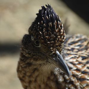 Greater Roadrunner