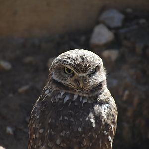 Burrowing Owl