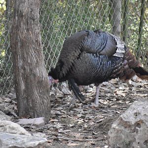 Wild Turkey