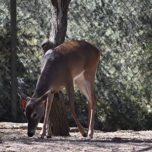 White-tailed Deer