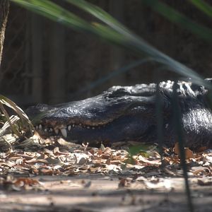 American Alligator