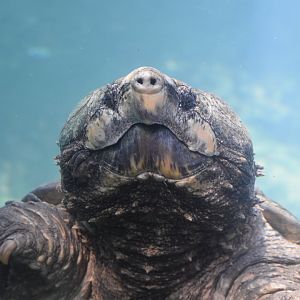 Alligator Snapping Turtle