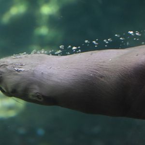 North American River Otter Underwater