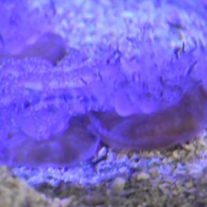 Upside-down Jellyfish