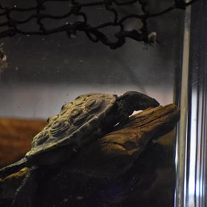 Texas Diamondback Terrapin