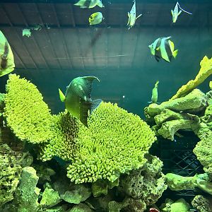 Great Barrier Reef Tank
