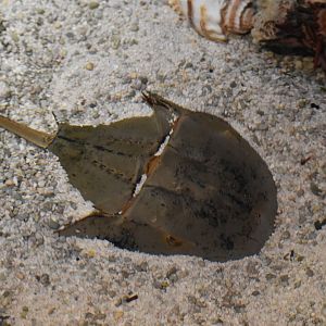 Atlantic Horseshoe Crab