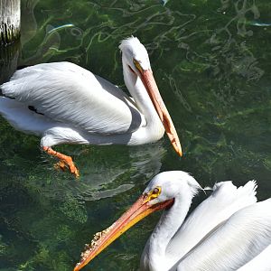 American White Pelican