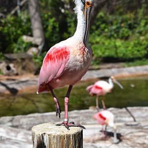 Roseate Spoonbill
