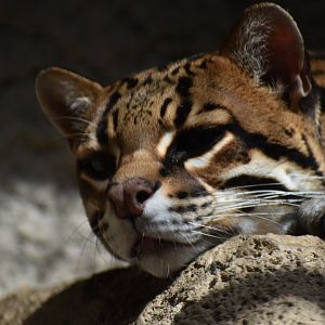 Ocelot Closeup