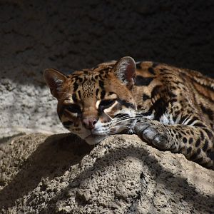 Ocelot