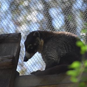 White-nosed Coati