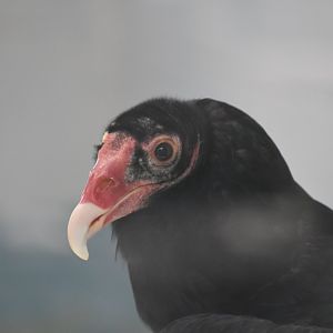 Turkey Vulture
