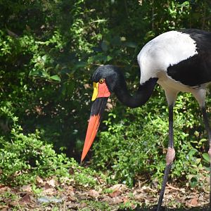 Saddle-billed Stork