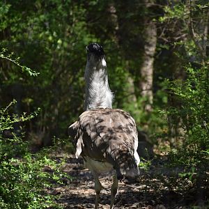 Kori Bustard