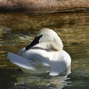 Trumpeter Swan