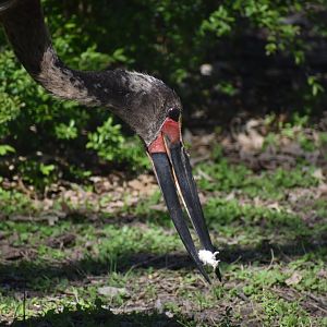 Saddle-billed Stork Feeding Time