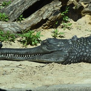 Gharial