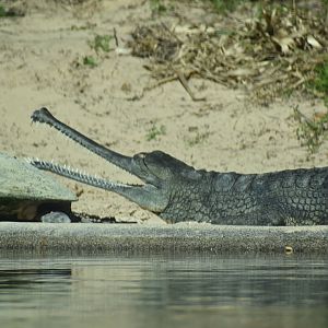 Gharial 2