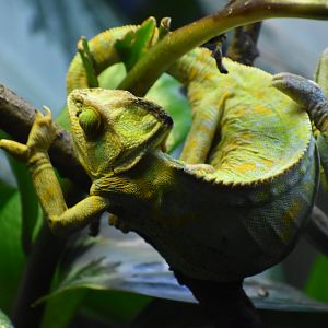 Veiled Chameleon
