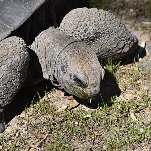 Aldabra Giant Tortoise