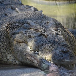 Saltwater Crocodile
