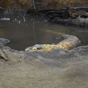 Komodo Dragon
