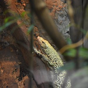 Quince Monitor (Varanus melinus)