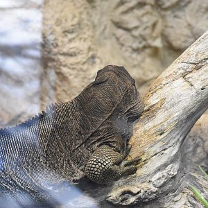 Anegada Island Iguana