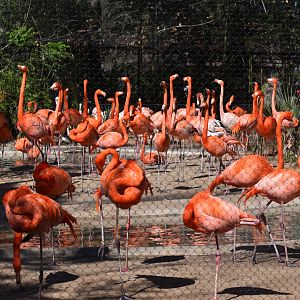 American Flamingo
