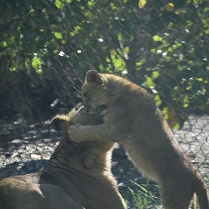 Lion Cub and Mother