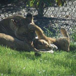 Lion Cub and Mother 2