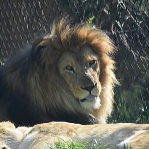 Lion