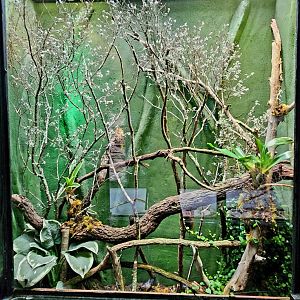 Reptilandia Reptile Lagoon - Veiled Chameleon Exhibit