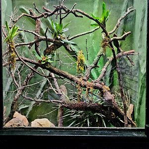 Reptilandia Reptile Lagoon - Yellow-Backed Spiny-Tailed Iguana Exhibit