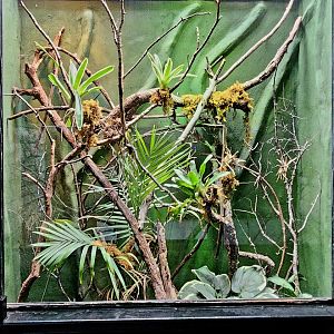 Reptilandia Reptile Lagoon - Jamaican Giant Anole Exhibit