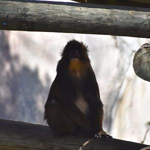 Mandrill
