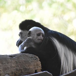 Colobus & Baby